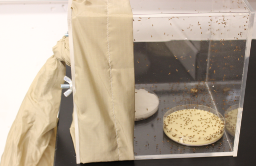 Photo of a plexiglass cage holding fruit flies.
